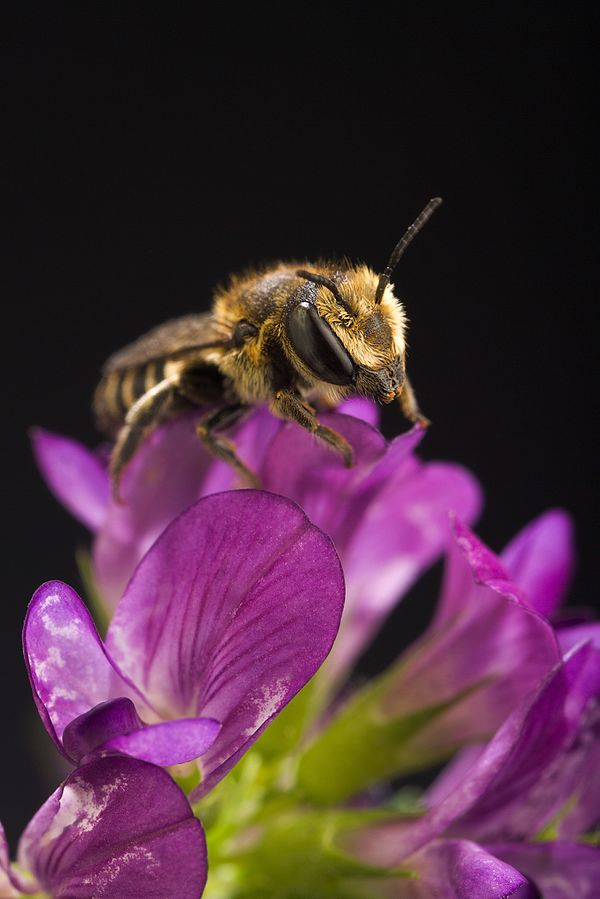 Leafcutter bees are good for the environment, and are part of our sustainable living plan