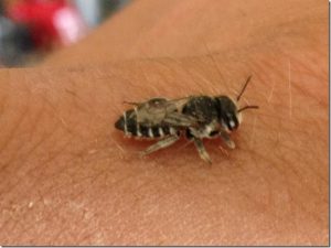 Leafcutter bees are beneficial and friendly insects, good for the environment