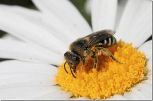 Leafcutter bee collecting pollen from a daisy
