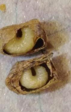 Live larvae in dormancy