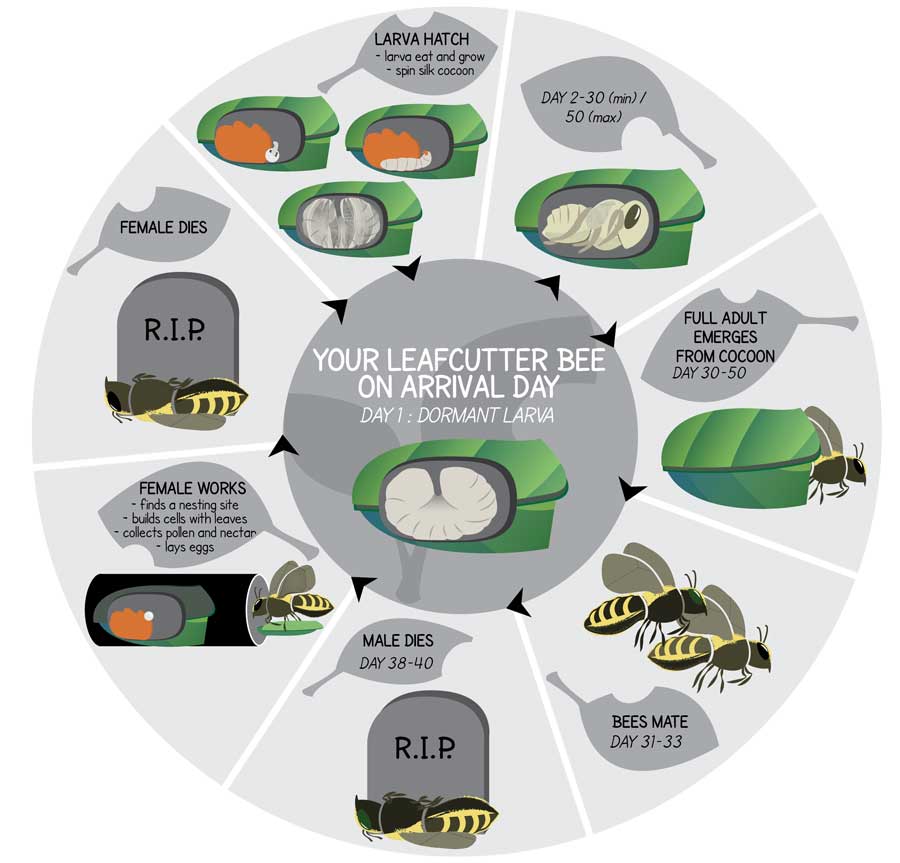 LeafcutterbeeLifeCycle – Backyard Pollinator