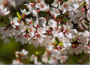 Leaf cutter bees pollinate flowers, berries, fruit trees