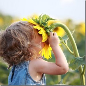 Children can get close leafcutter bees without worry - child and a sunflower