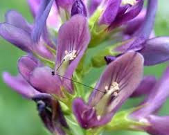 Tripped Alfalfa Flower