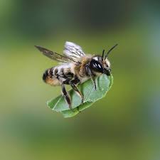 Bee flying with a cut