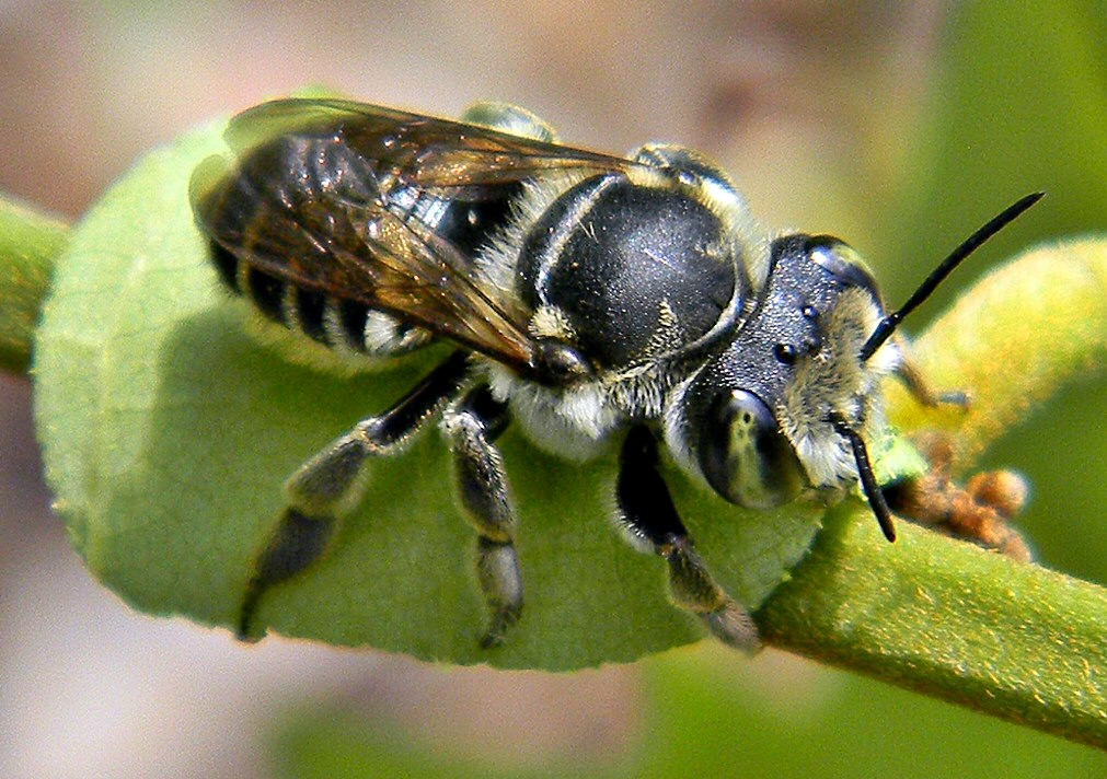 Leafcutter Bees at Work Backyard Pollinator