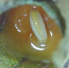 Cell with a pollen/nectar paste and a developing larvae