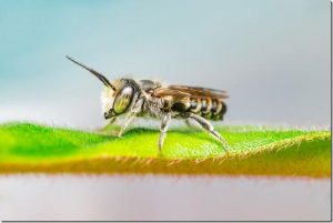 Leafcutters are solitary bees like bumble bees, but they do not make honey as the honey bees do.