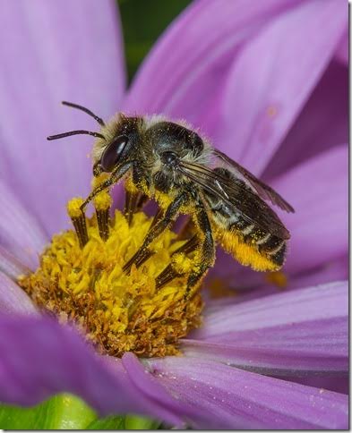 Leafcutter bees are beneficial and friendly insects, good for the environment