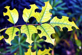 leaf showing cuts by leafcutter bee