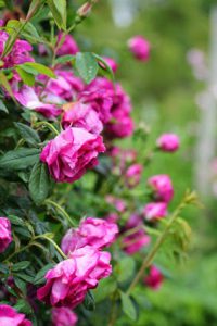Leaf cutter bees pollinate flowers, berries, fruit trees