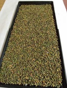 Incubation tray of loose cell cocoons