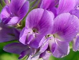Alfalfa Flower Not Tripped