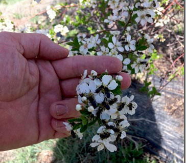 Leafcutters pollinating berries, crops and fruit trees.