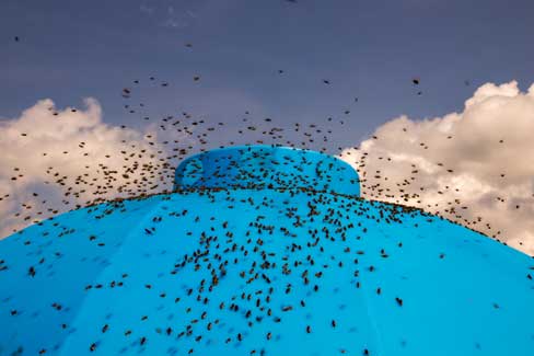 Busy bees outside a bee hut