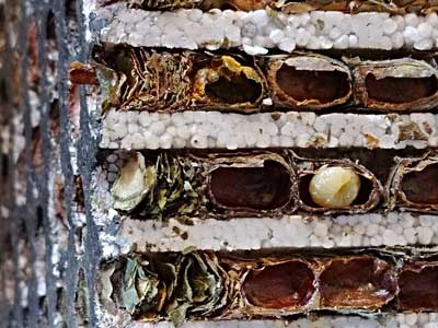 Cross-cut of a nesting block showing larvae inside a cocoon