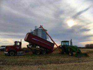 Unloading grain into the bin