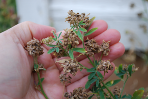 Alfalfa at the pod stage