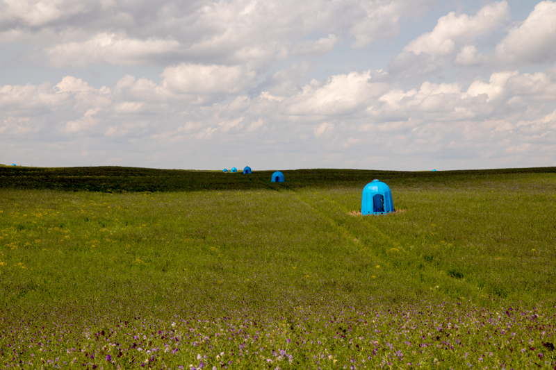 A large field of alfalfa in full flower with bee domes – July 2017