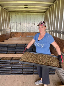 Taking trays of hatched bees to the alfalfa fields