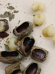 Bee cocoons and the larvae found inside