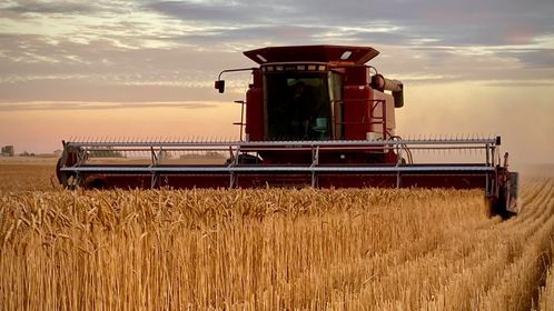 Straight-cutting a wheat crop