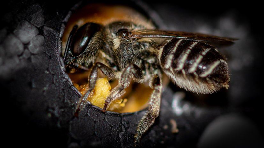 Female bee carefully building a cocoon