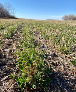 Alfalfa plants growing in the spring