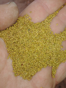 Bright yellow alfalfa seed